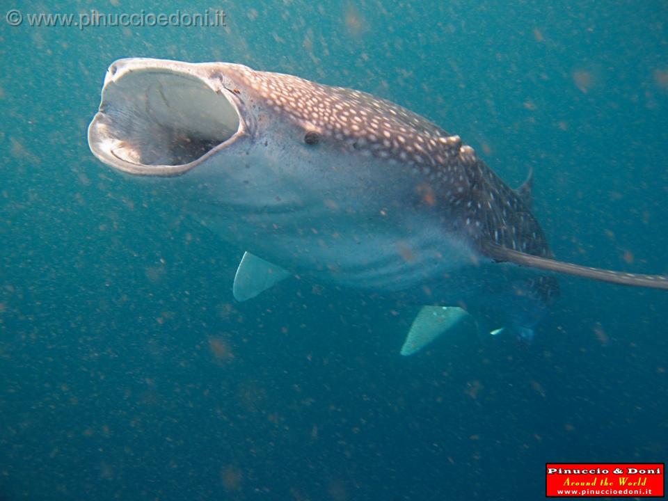 Djibouti - Whale Shark in Djibouti - 08.jpg